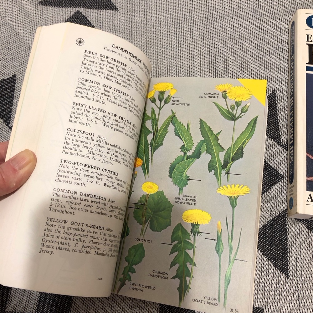 Peterson Field Guides: Wildflowers Book - Picture 3 of 6